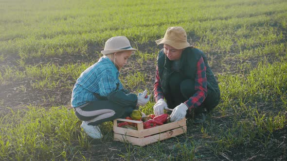 Family of Farmers with Box for Vegetables Harvesting Crop on Farm, Farming, Gardening, Teamwork