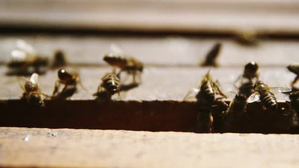 Close-up of honey bees feeding on honeycomb box