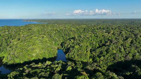 Stunning landscape of Amazon Forest at Amazonas State Brazil.