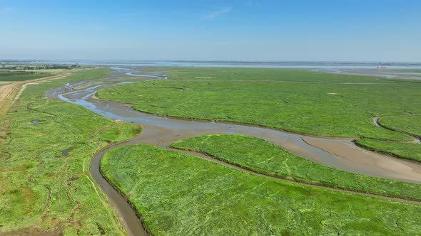 Aerial shot of small rivers leading through bright green wetlands into the sea