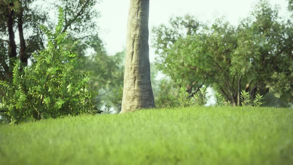 Landscape Lawn in a Park with Trees and Fresh Grass