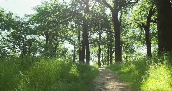 Green Forest Walk in Summer Sunny Morning