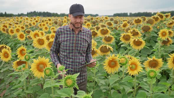 Countryside Man Farmer Walks Through a Field of Sunflowers and Runs Her Hand Over the Yellow Flowers