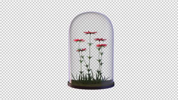 Growing Red Flowers In The Glass Lantern