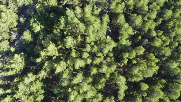 Century Pines And Mountain Lake. Aerial Photography