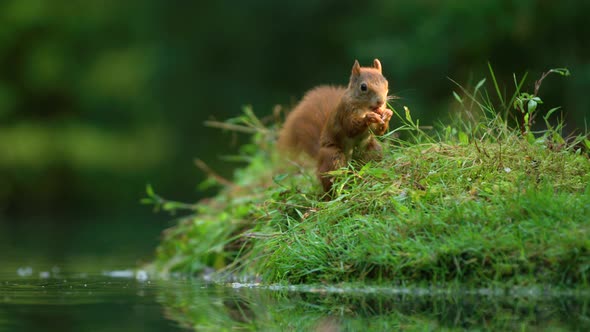 Hungry squirrel in lush grass collect and gnaw on hazelnut from pond surface