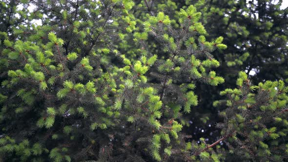 Branches Green Spruce