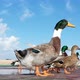 Geese And Ducks In The Street - VideoHive Item for Sale