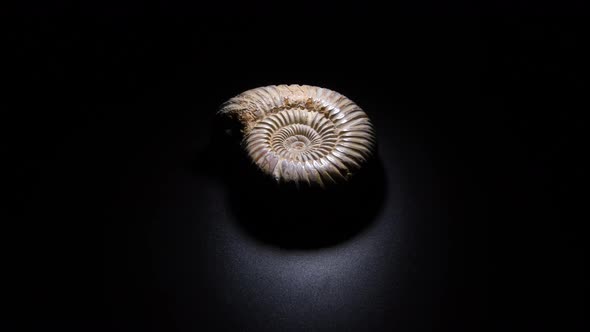 Ammonite Prehistoric Fossil Gyrating