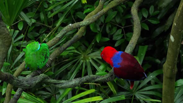 Green and Red Couple Parrots