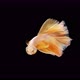 Siamese fighting fish (Betta splendens) - VideoHive Item for Sale