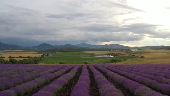 Lavender Plantings Aerial View 2