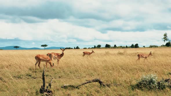 Gazelles On Yellow African Plains