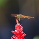 A closeup of a dragonfly on a red flower. - VideoHive Item for Sale