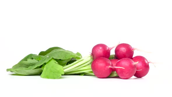 Bunches of Freshly Cut Radishes Are Spinning on a White Pinwheel