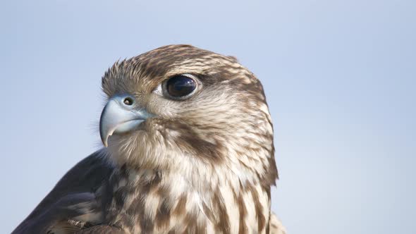 Hunter Predator Falcon is Raptor Bird of Prey in Genus Falco