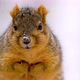 Fox squirrel in the wild - VideoHive Item for Sale