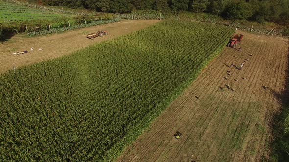 Agriculture Corn Harvest Aerial View