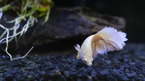 Close Up Of  Marble Siamese Fighting Fish In A Fish Tank Slow Motion