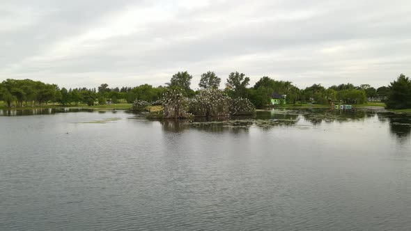 Dolly out flying across a lake with an islet in the middle covered with flocks of great white egret