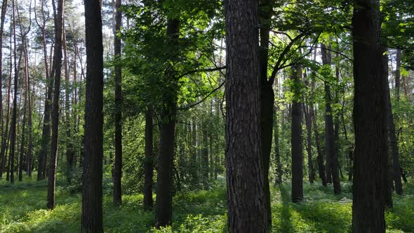 Beautiful Green Forest on a Summer Day Slow Motion