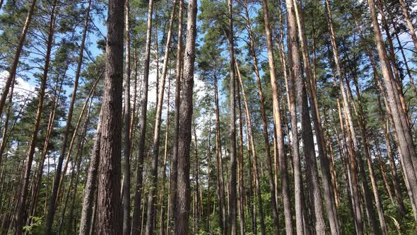 Slow Motion View of Green Forest By Day