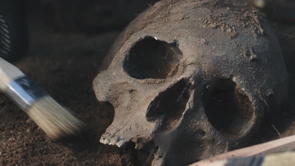 Crop Archaeologist Digging Out Human Skull