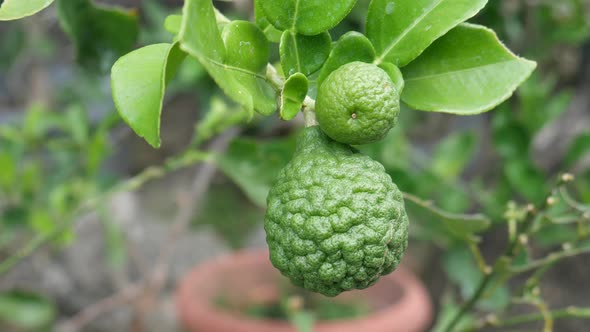 Citrus hystrix, called the kaffir lime, makrut lime, Thai lime or Mauritius papeda, is a citrus frui