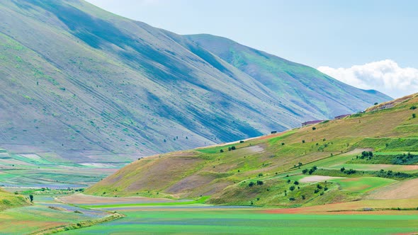 PAN: blooming cultivated fields, famous colourful flowering plain in the Apennines, Castelluccio di