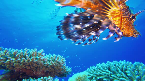 Tropical Coral Garden Underwater Lionfish