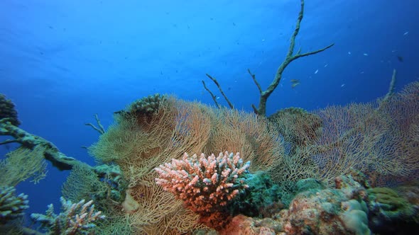 Underwater Beautiful Soft Coral
