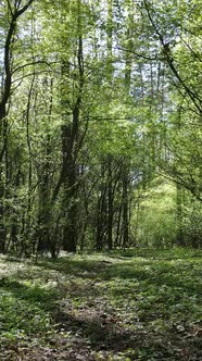 Vertical Video of Green Forest During the Day