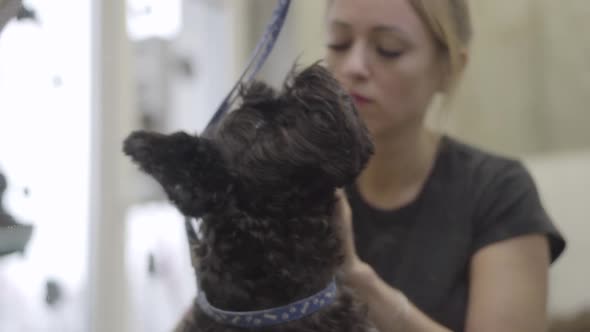 Female Pet Groomer Cleans Ears of the Black Dog in Groomers Salon. Professional Animal Care at Vet