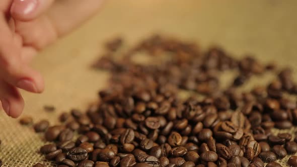 Expert's Hand Checking Light Roasted Coffee Beans, Quality Control at Plantation