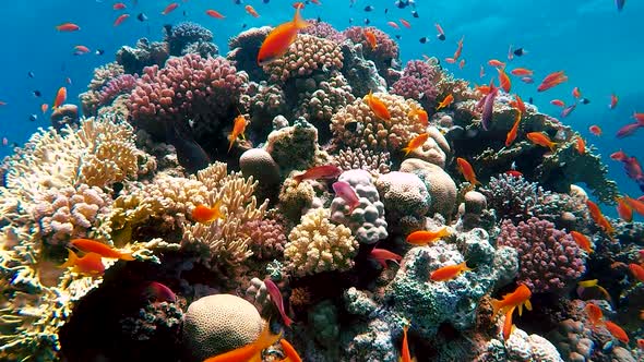 Diving Near Colorful Picturesque Underwater Coral Reef With Bright Tropical Fish