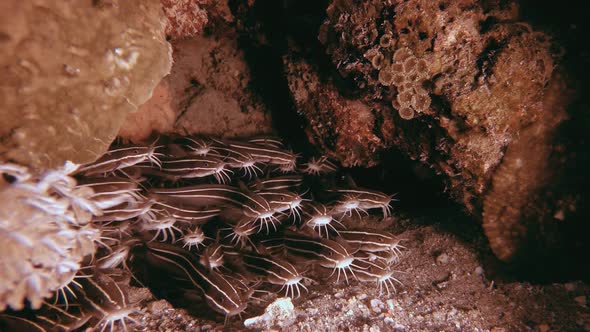 Underwater Red Sea Catfish