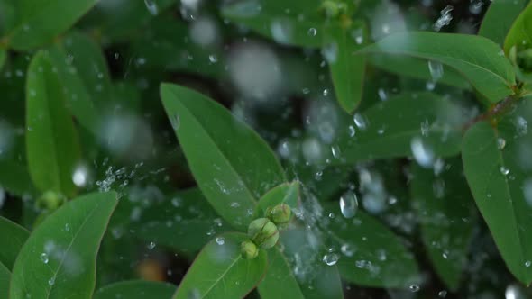 Falling Raindrops 02