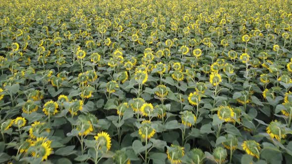 Rows of sunflower crops, excellent growth, top view