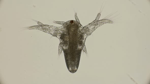 Movement Larvae, Nauplii Artemia Salina