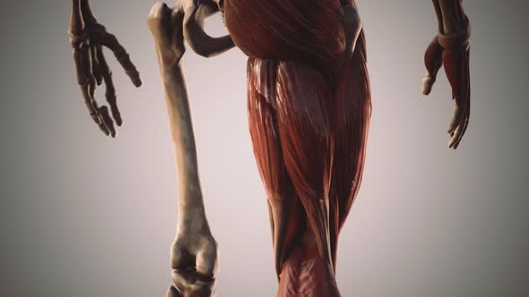 Muscular and Skeletal System of Human Body alt