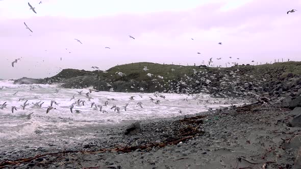 Huge Amount of Seagulls Feeding at the Coast of Maghery in County Donegal During the Storm- Ireland