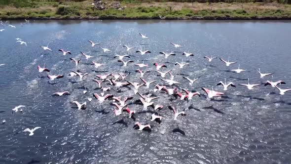 Large Group Of Pink Flamingos Flying Away The Serene Water In Vendicari Nature Reserve, Sicily, Ital