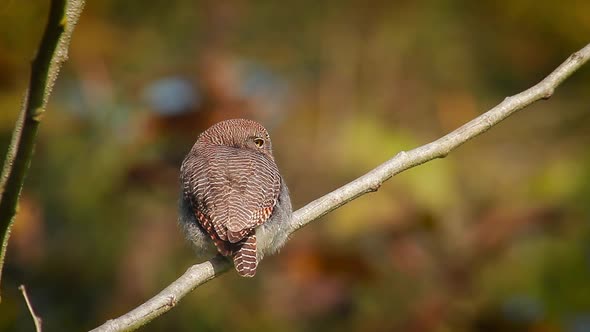 Jungle owlet in Bardia national park, Nepal 14 Mov035