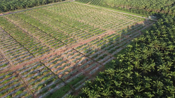 Aerial view new oil palm plantation