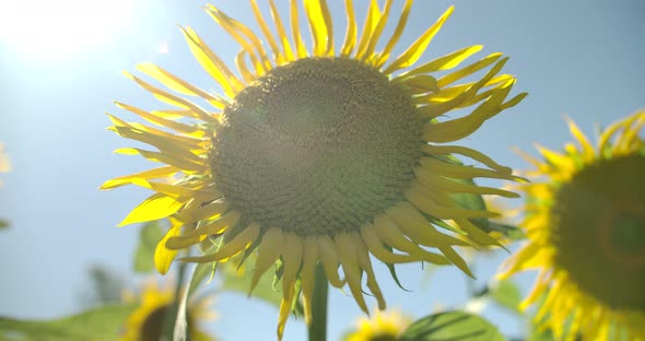 Moving Sunflower