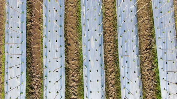 Chili peppers seedlings in rows, aerial top view of plantation field