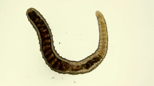 Worm of the Lumbriculidae family under a microscope, class Clitellata.