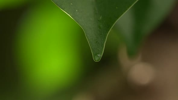 Water Drops on a Leaf 57