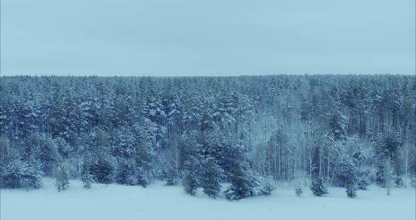 Copter Flies Over a White Snow Field Flies Up to a Fabulous Snowcovered Forest