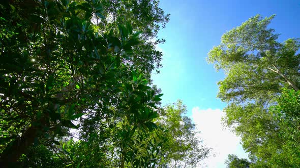 Nature tree pan shot in the forest.